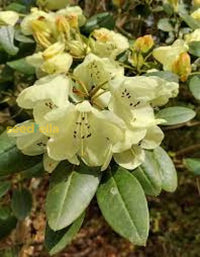 Yellow Rhododendron flowering seeds for gardens