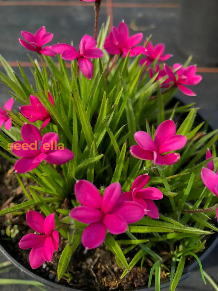 Mixed Rhodohypoxis flowering seeds for gardens