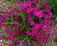 Non GMO Rhodohypoxis seeds
