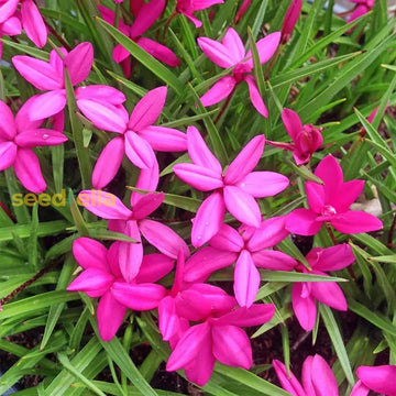 Rhodohypoxis flowering seeds for planting
