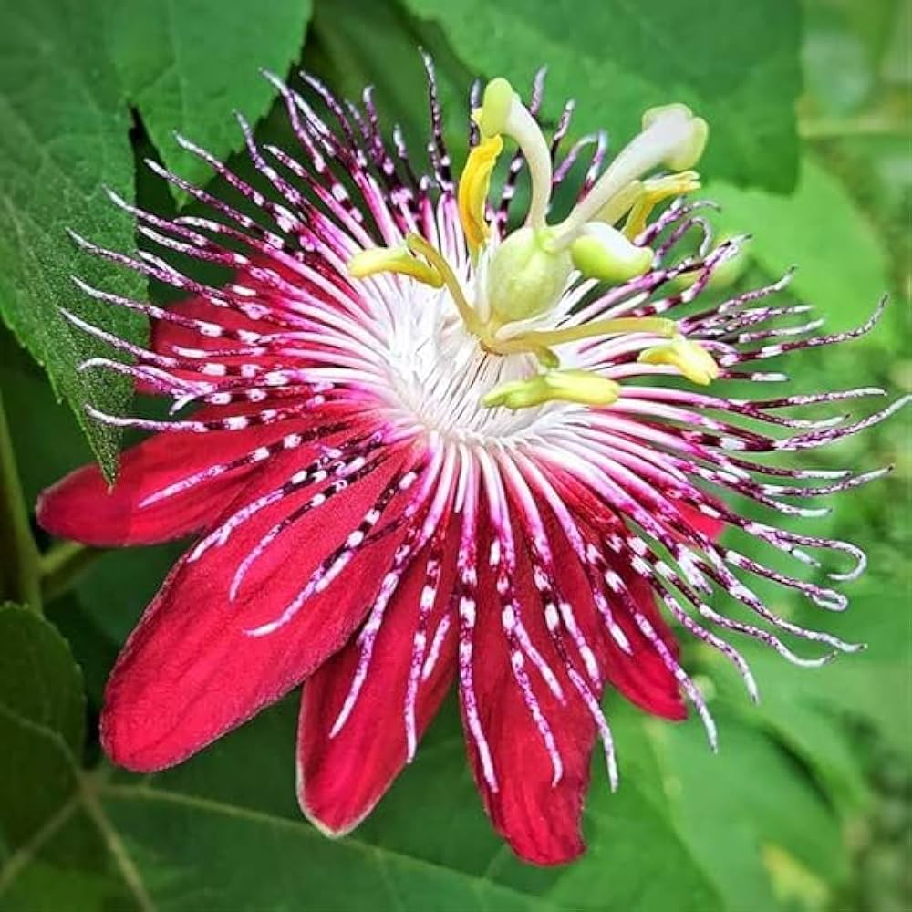 Non GMO Riesengranadilla seeds for gardening