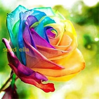 Non GMO mixed rose seeds