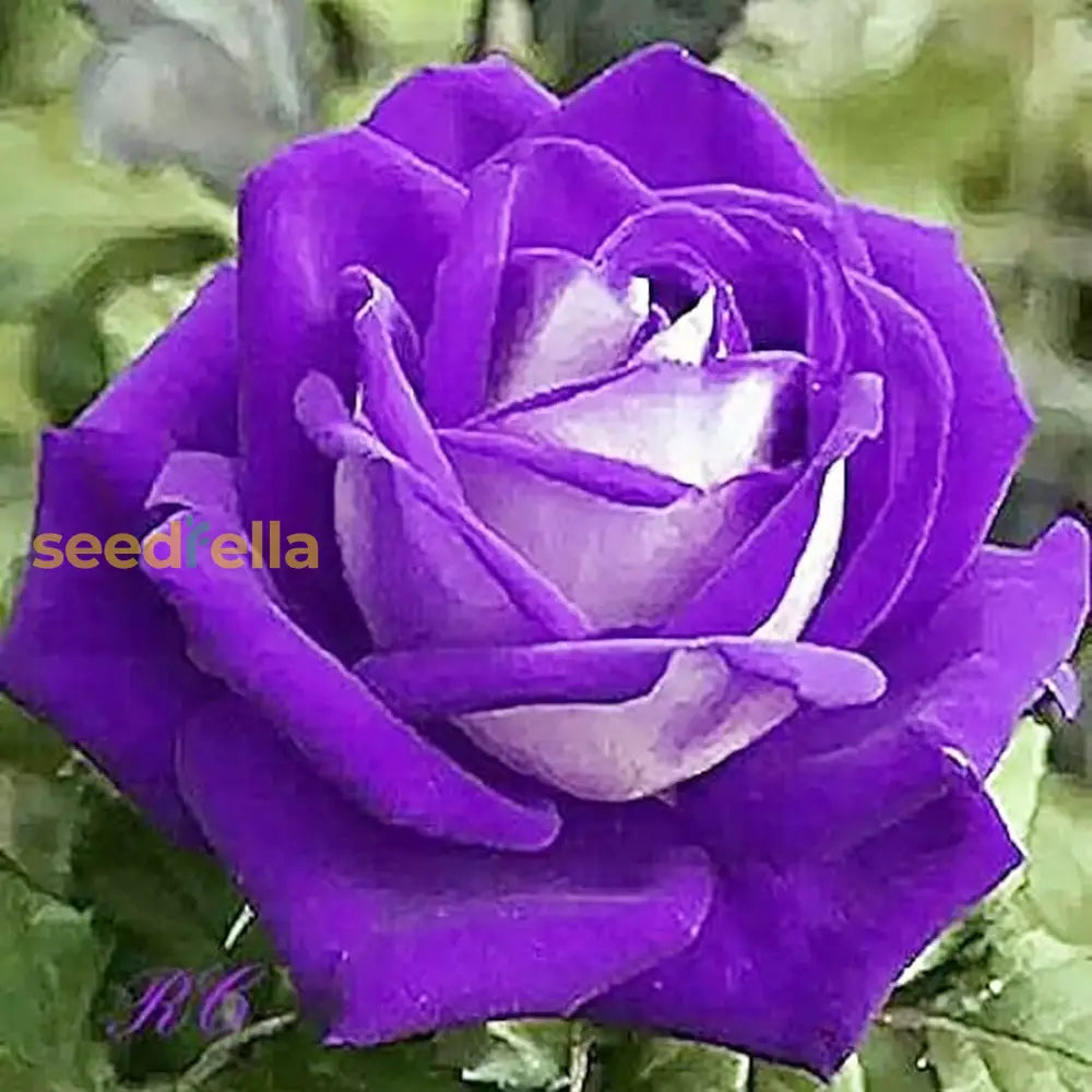 Non GMO rose seeds for gardeners