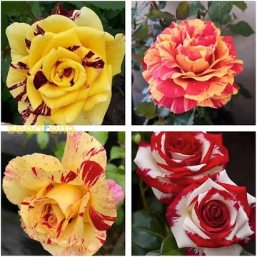 Mixed rose seeds for planting