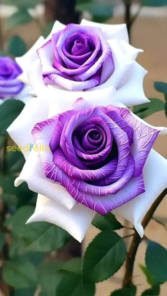 Premium rose seeds for planting