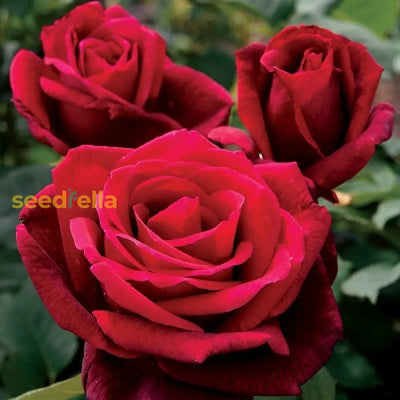 100 Pcs
