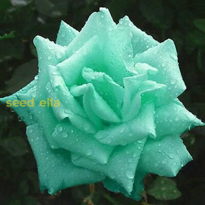 100 Pcs