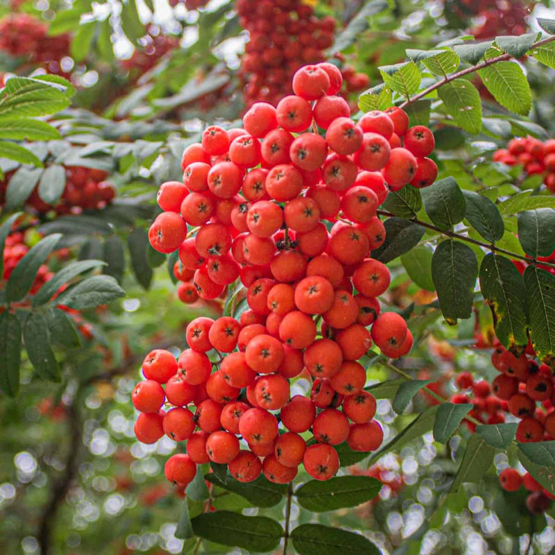 Orange Sorbus Alnifolia Seeds for Fruit Planting - Brighten Your Garden!