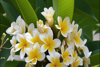 Rubra seeds vibrant bloom variety for planting