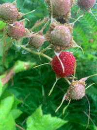 Thimbleberry Fruit Planting Seeds - Grow Delicious Thimbleberries in Your Garden!