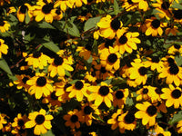 Ornamental Rudbeckia Triloba seeds for landscapes
