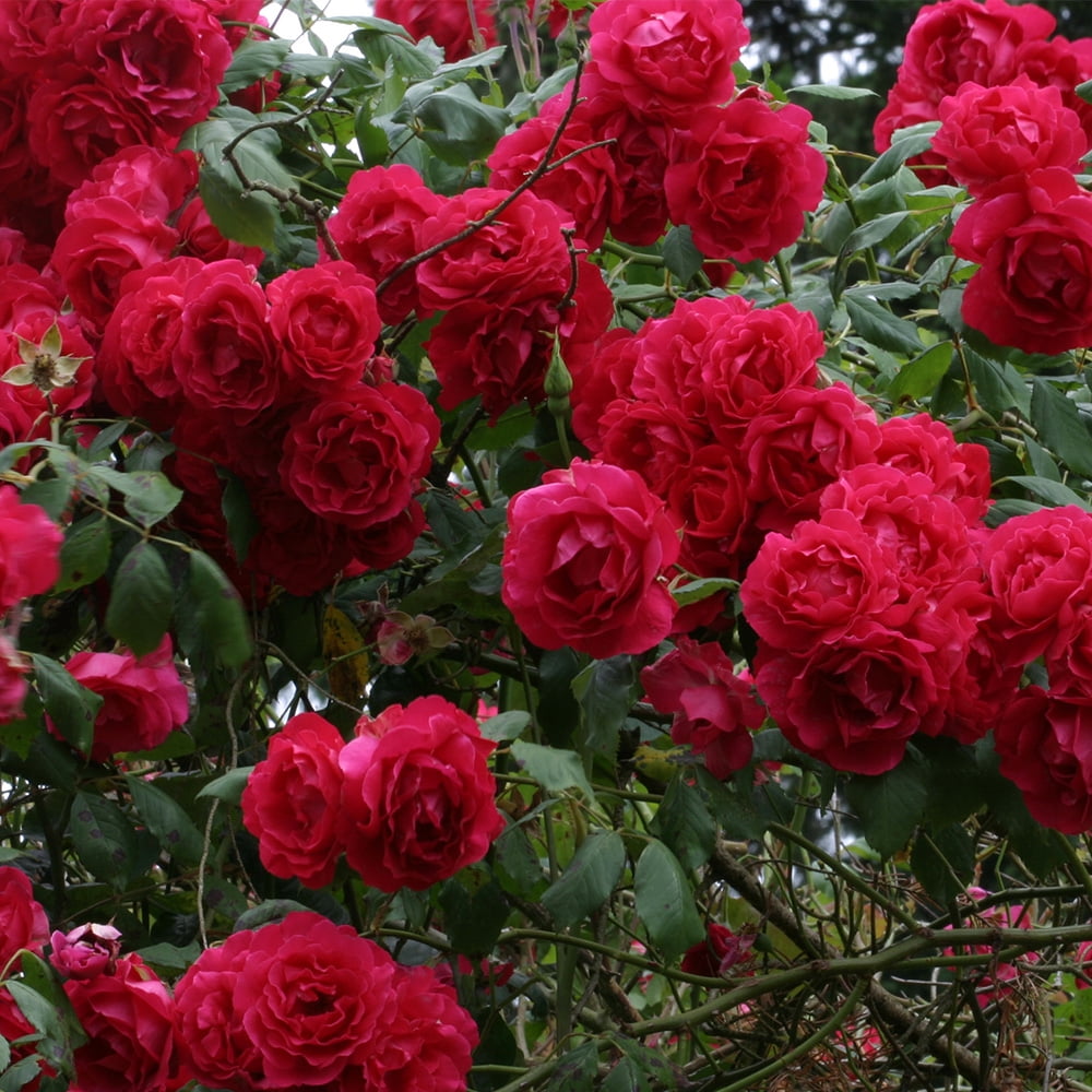 Red Rugosa rose flowering seeds for gardens