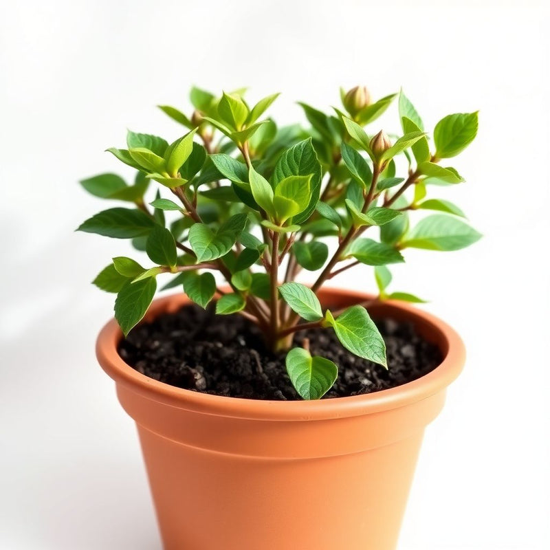 Crown of Thorn Flower Seeds  Easy Planting for Vibrant Blooms