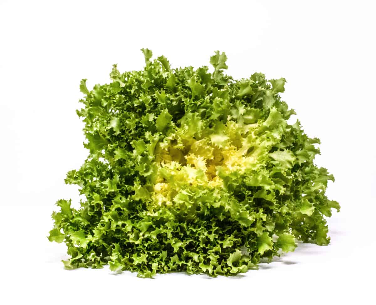 Green Yellow Endive Seeds for Planting  Vegetable Garden Starter