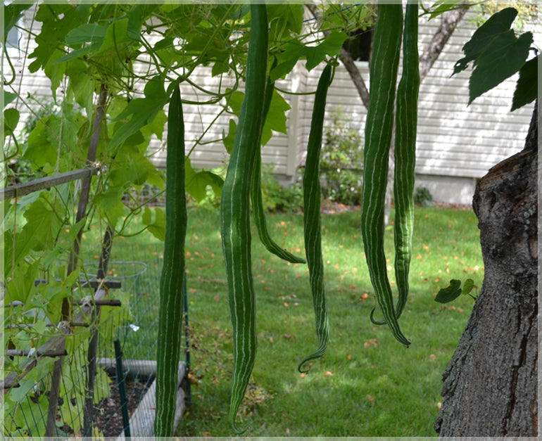 Green Serpent Gourd Vegetable Planting Seeds