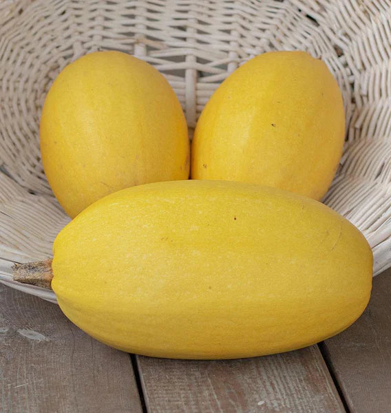 Spaghetti Squash Vegetable Seeds for Easy Planting