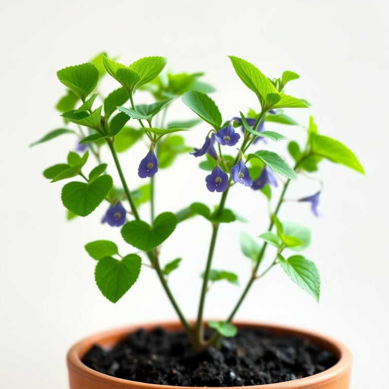 Violet Catmint Seeds for Easy Planting