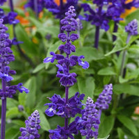 Non GMO violet sage seeds