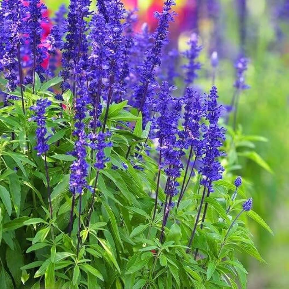 Violet sage seeds for planting