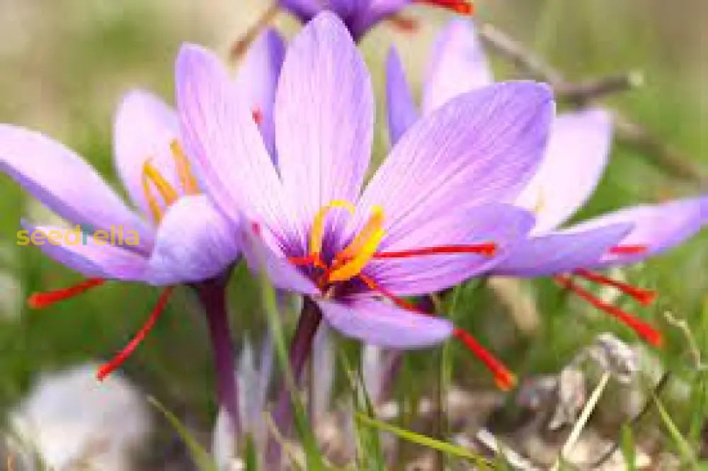 Non GMO Sativus flower seeds