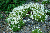 Saxifraga Mossi Seeds - Enhance Your Garden Planting Flower