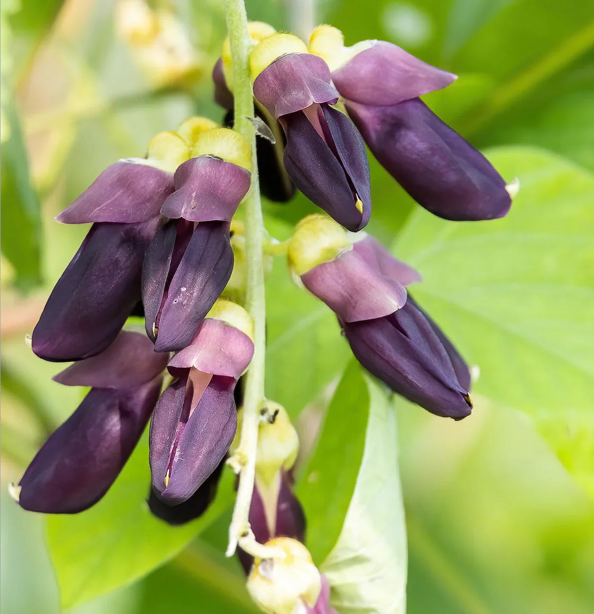 Velvet Bean Seeds for Planting - Grow Your Own Vegetables