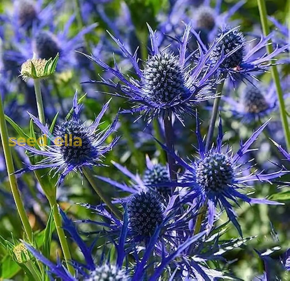 Non GMO Sea Blue Holly seeds