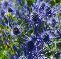 Non GMO Sea Blue Holly seeds