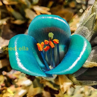 Sea Blue Puya Alpestris planting seeds for exotic garden displays