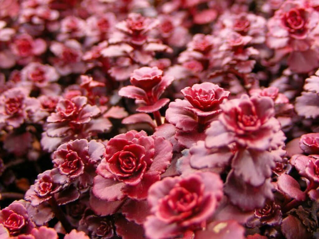 Burgundy sedum succulent seeds for gardens