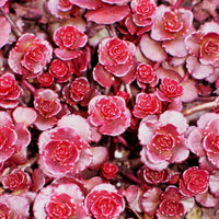 Sedum Spurium flowering seeds for gardens