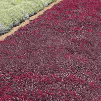 Ornamental Sedum Voodoo seeds for landscapes