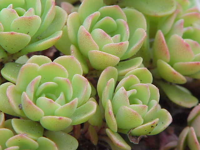 Green Cliff Stonecrop for Planting - Easy to Grow, Heirloom & GMO Free Seeds for Home Garden