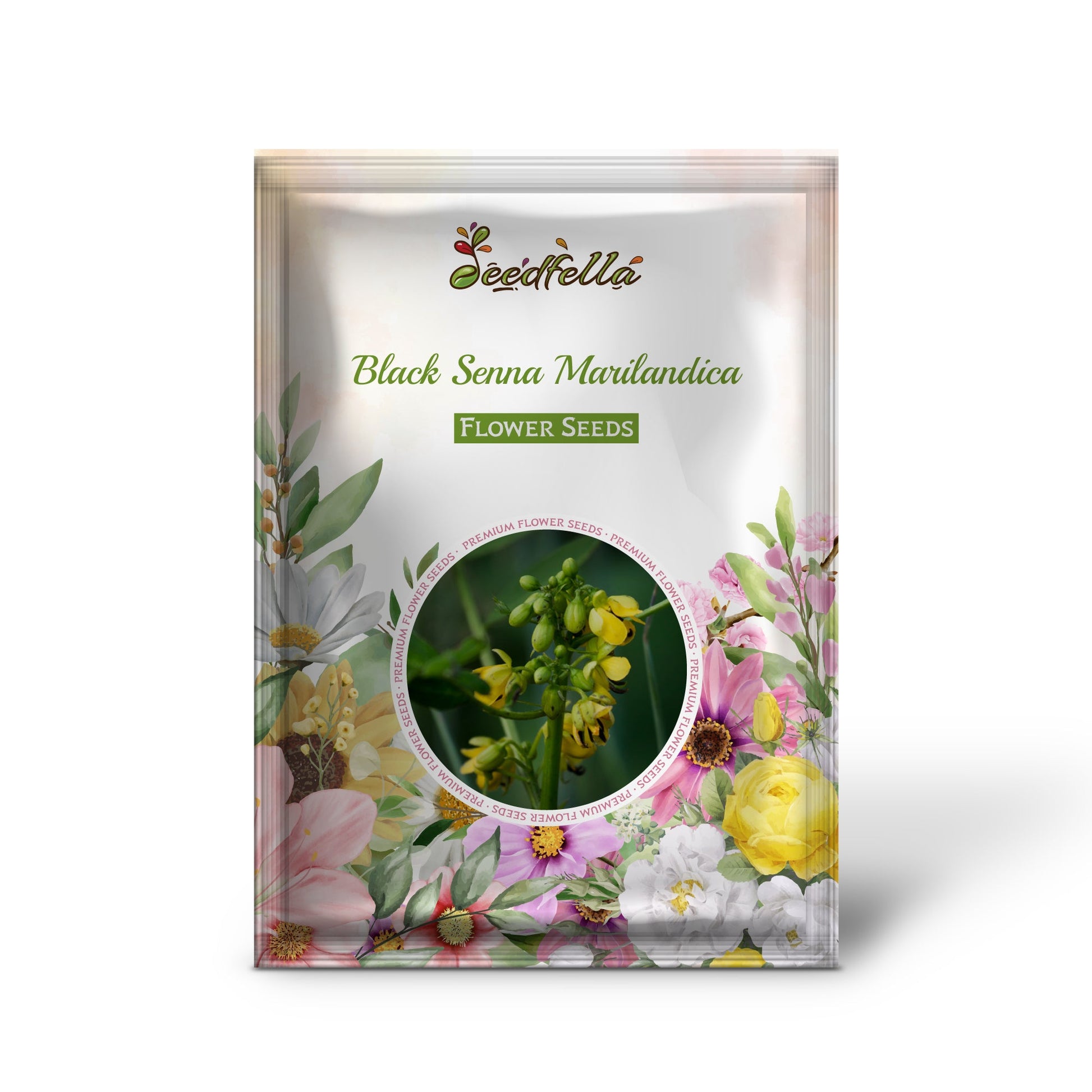 Black Senna garden seeds for outdoor planting