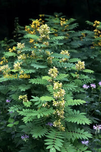 Non GMO Black Senna Marilandica seeds