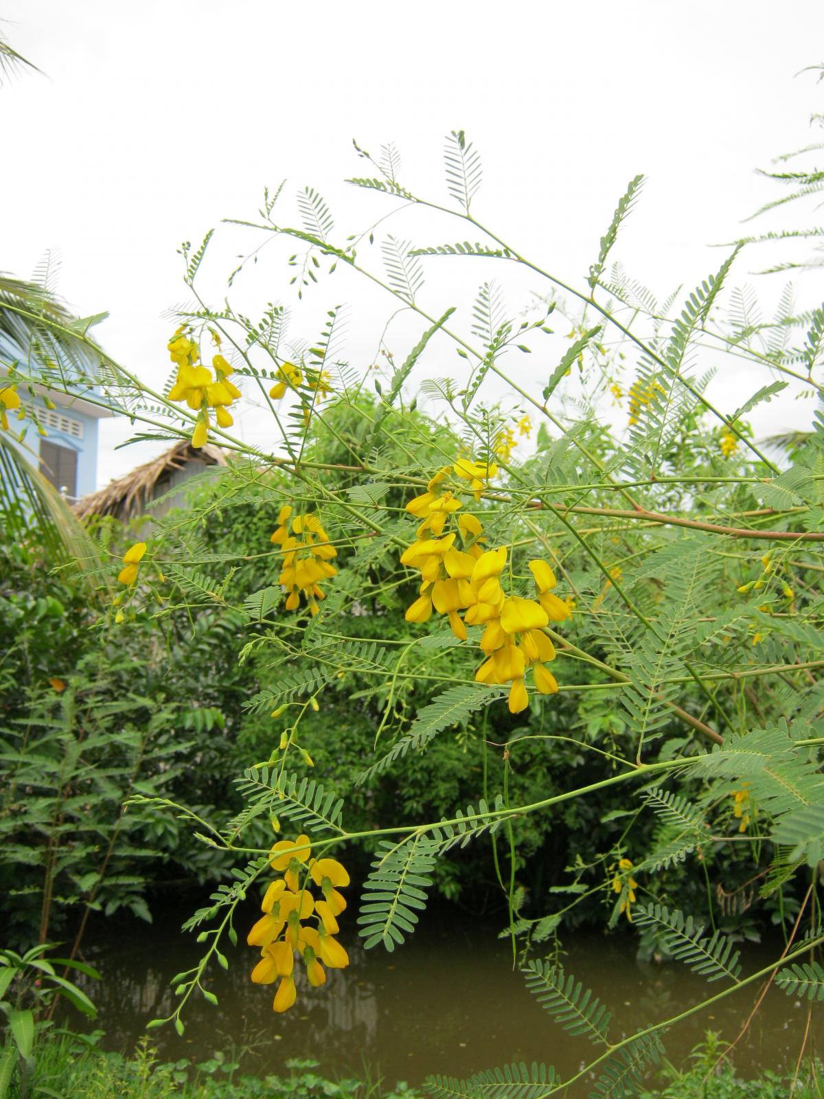 High germination Yellow Sesbania Aculeata seeds