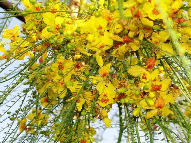 Non GMO Yellow Sesbania Aculeata seeds