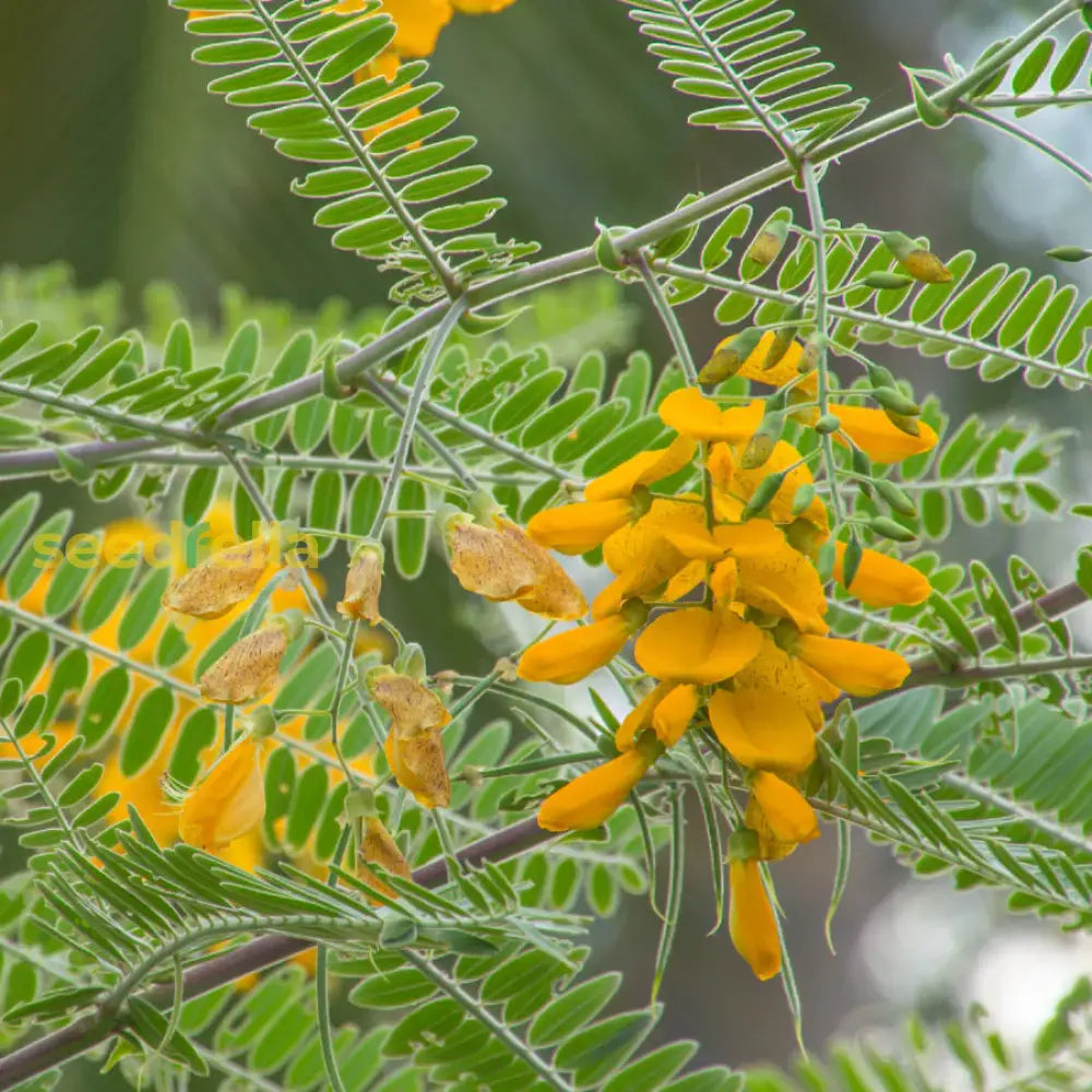 Yellow Sesbania Aculeata seeds for planting