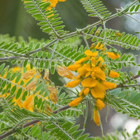 Yellow Sesbania Aculeata seeds for planting