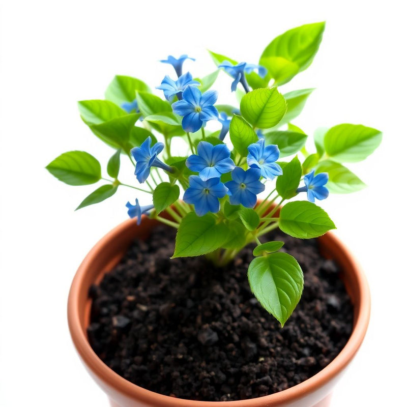 Stunning Blue Flower Seeds for Planting