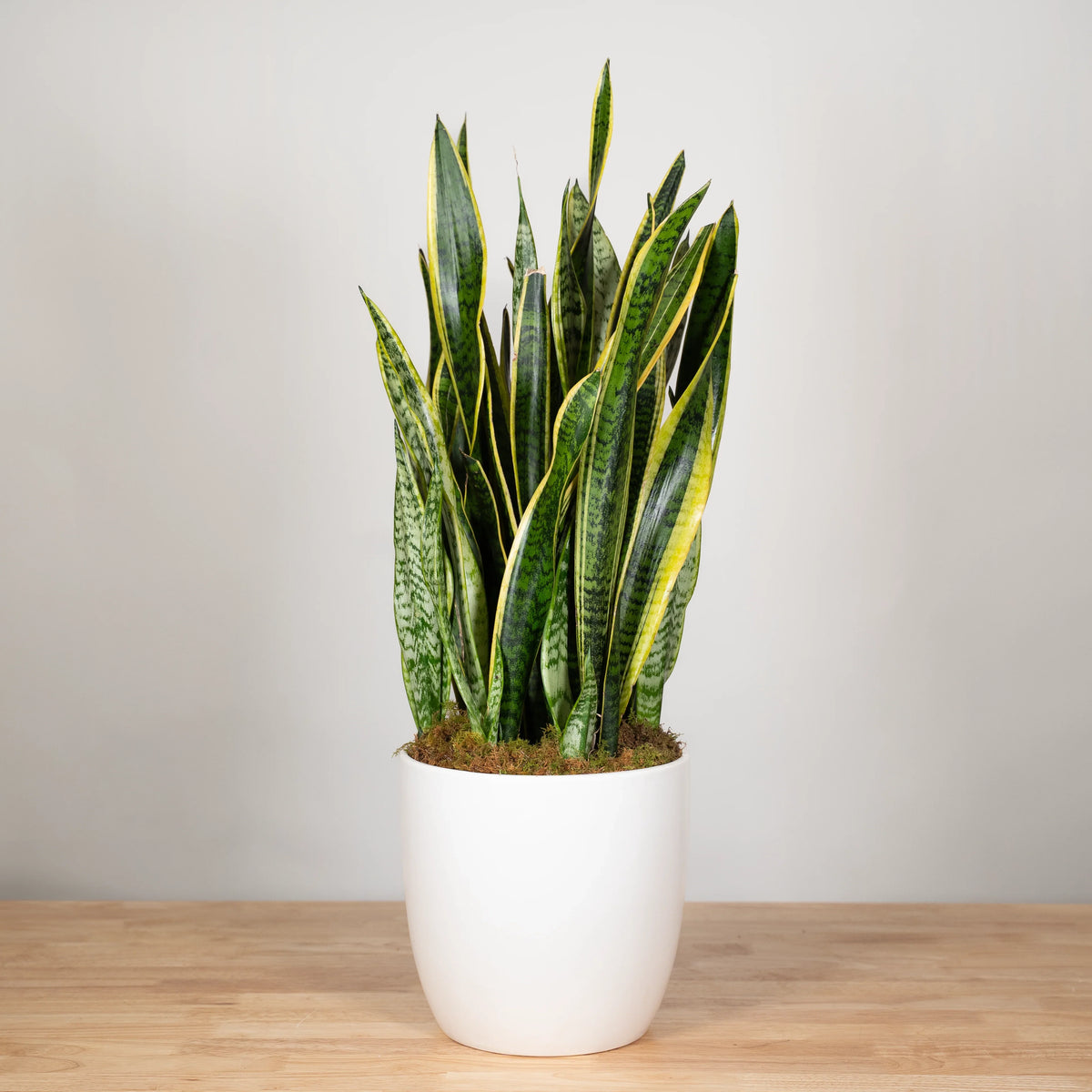 Green Sansevieria Flower seeds for Planting - Wildflower Mix, Heirloom & GMO Free Seeds for Home Garden