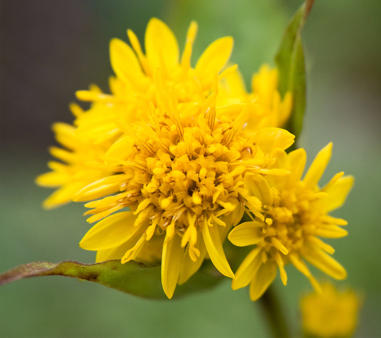 Perennial Solidago Golden Rod seeds for gardens