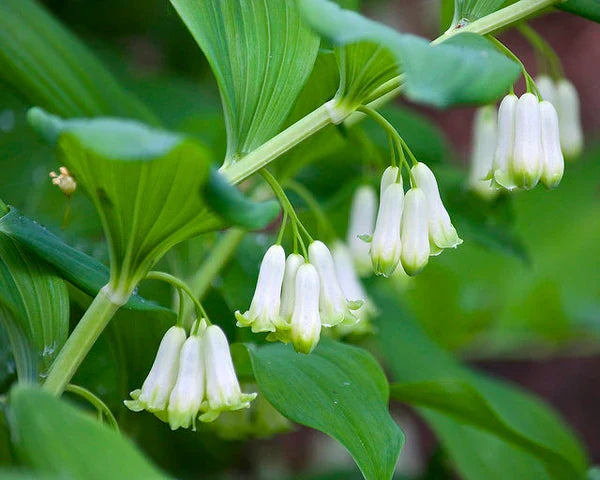 High germination White Solomon’s Flower seeds