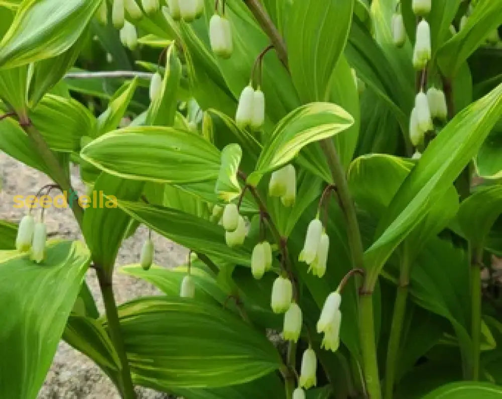 Non GMO White Solomon’s Flower seeds