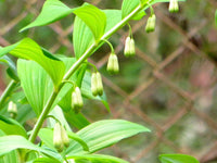 Ornamental White Solomon’s Flower seeds for landscapes