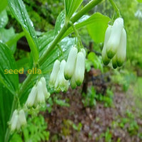 White Solomon’s Flower seeds for planting