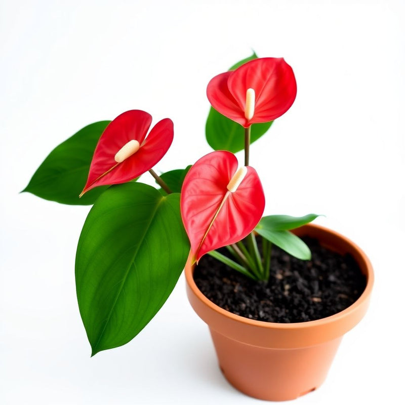 Anthurium Andraeanum Flower Seeds for Planting