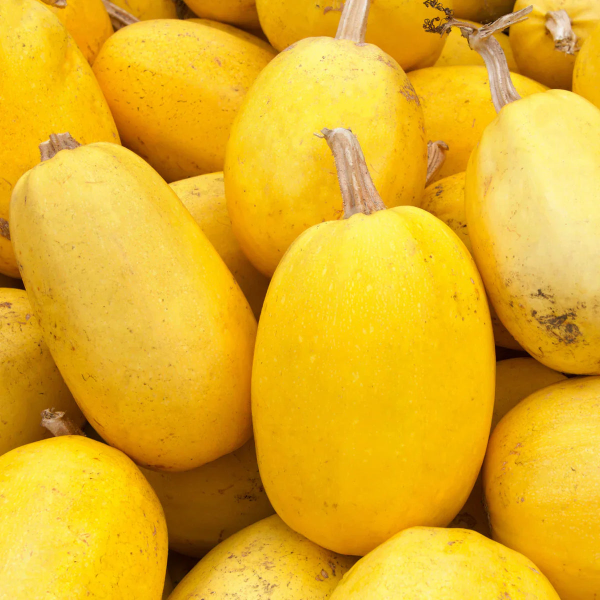 Spaghetti Squash Vegetable Seeds for Easy Planting