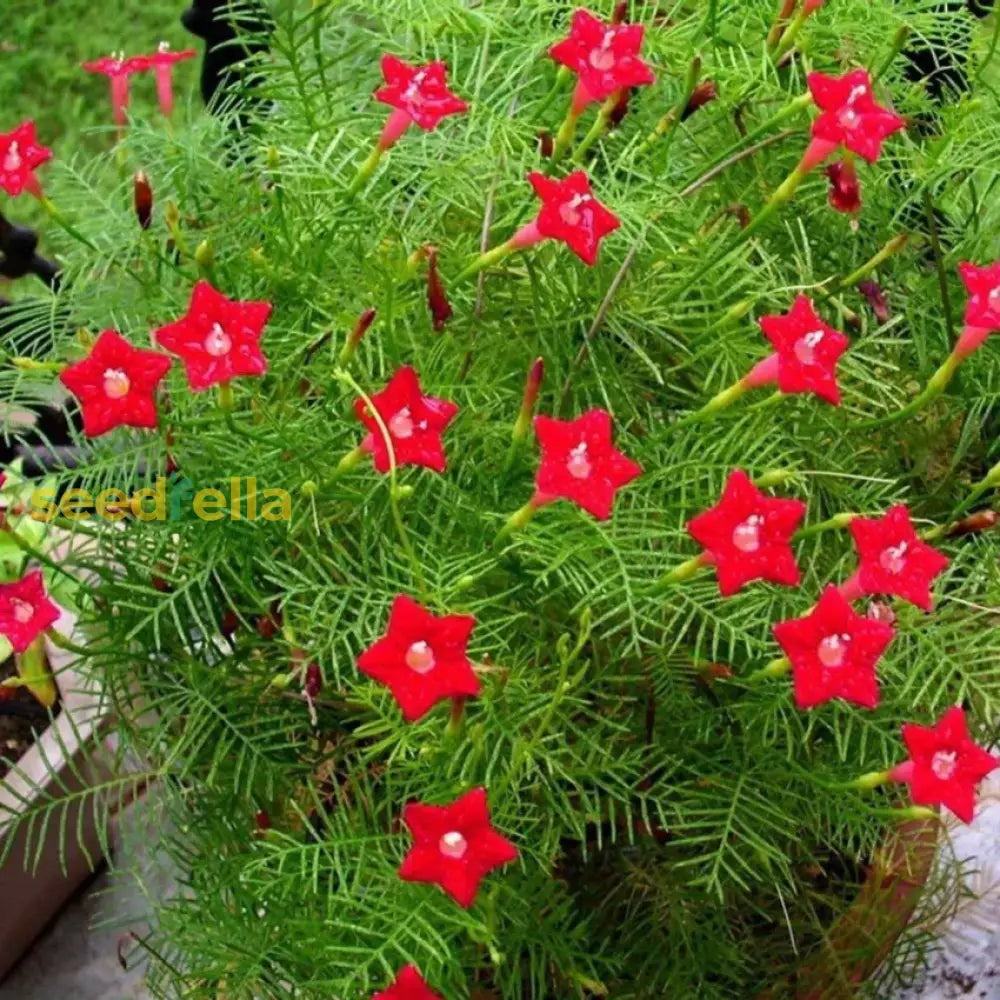 Mixed Star Creeper flowering seeds for gardens