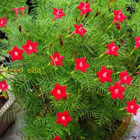 Mixed Star Creeper flowering seeds for gardens